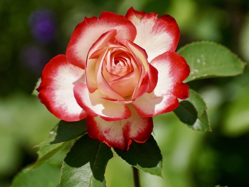 Black Rose